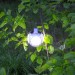 Лампа для аварійної зарядки на сонячній батареї Magic Cool Camping Light